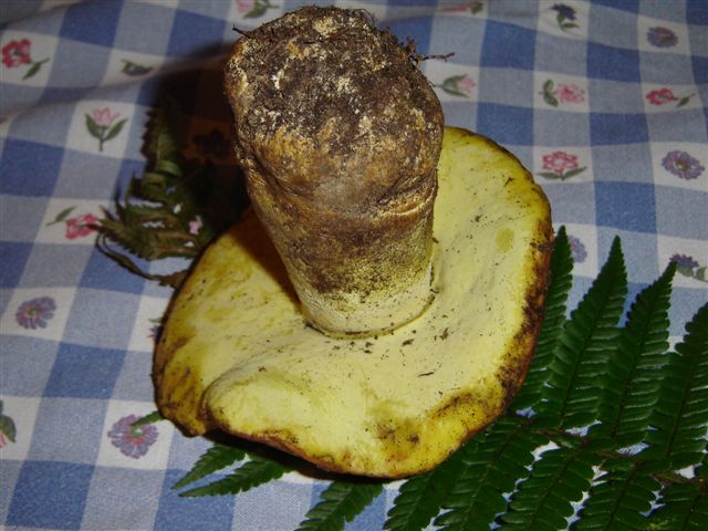 Appendiculatus?